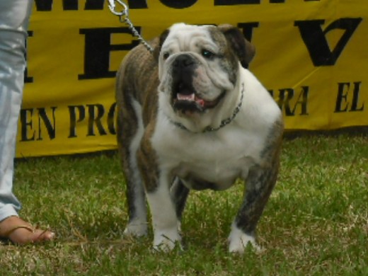 Aqui quede primero en el festival de mascotas del C.C la Herradura